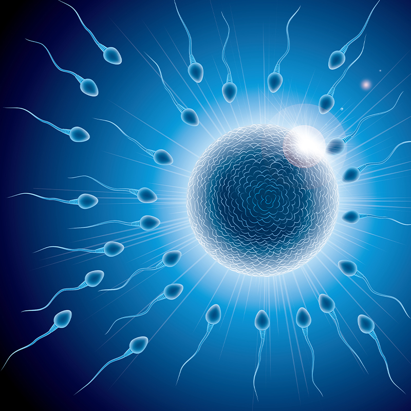 Male Fertility Testing